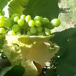 Costa Citara