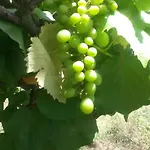Costa Citara Forio di Ischia
