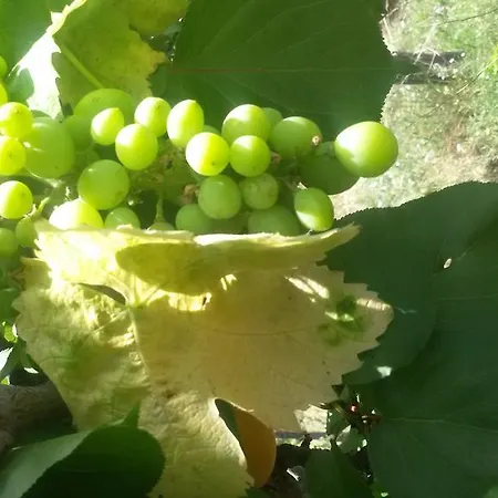 Costa Citara