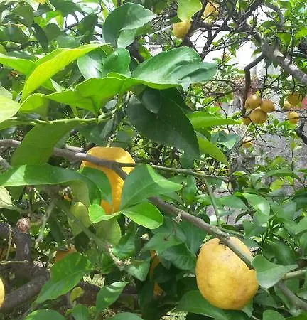 מלון Costa Citara