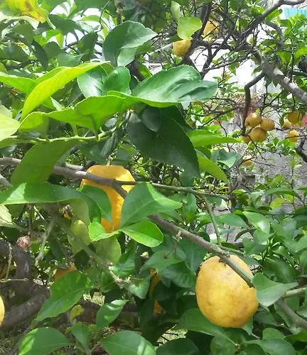 Отель Costa Citara