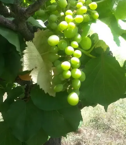 Costa Citara Форио